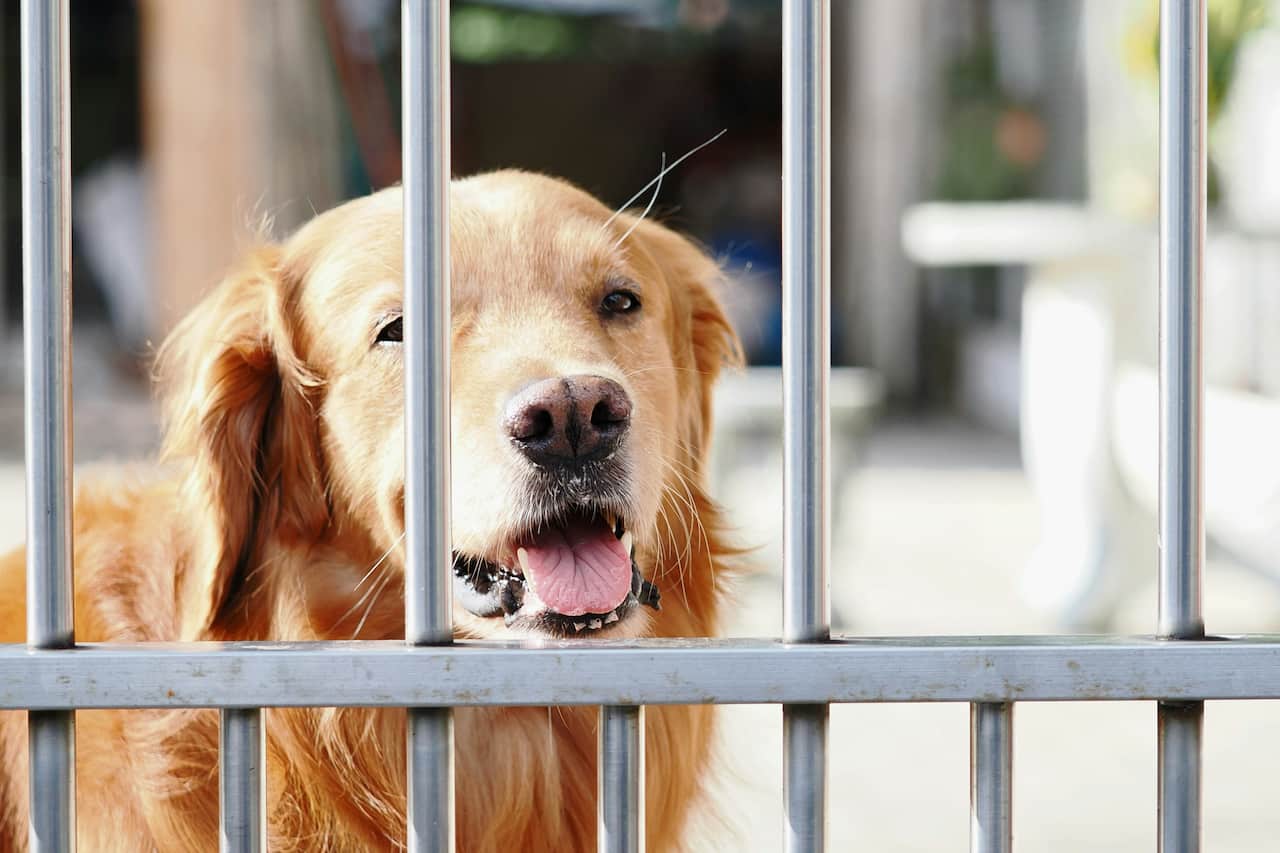 Bosco Marengo sequestro cani