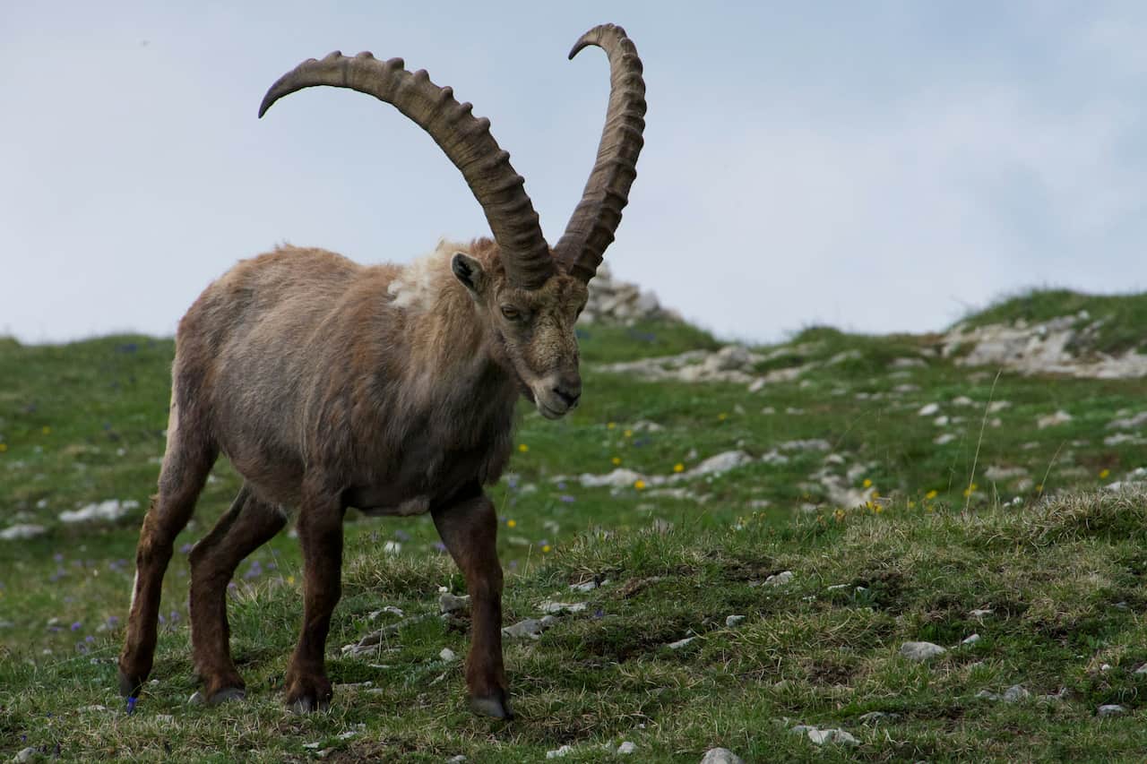 Peluche di stambecco