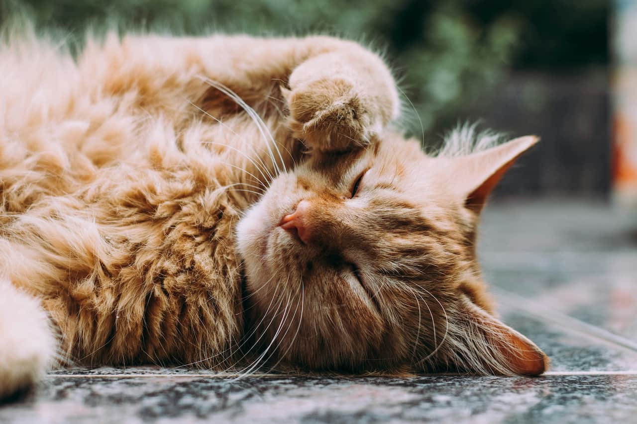 microchip obbligatorio per i gatti Liguria