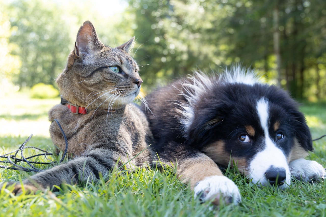 Evento per animali domestici Roma