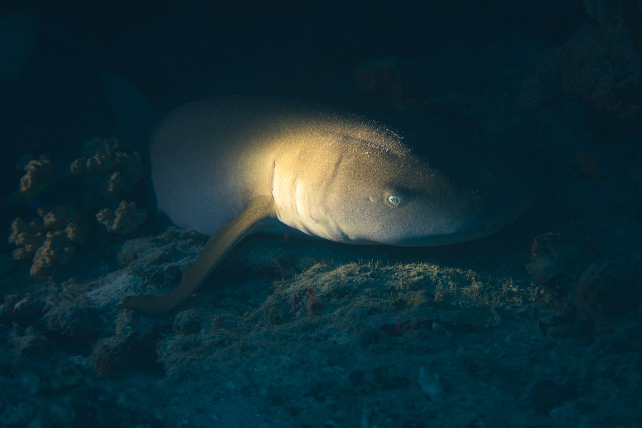 Squalo lanterna